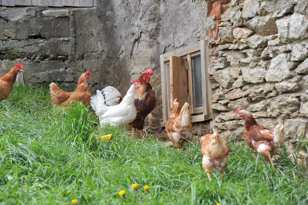 Baumgartner - Bauernhaus Weißkirchen in Steiermark 外观 照片